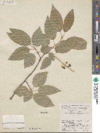 Prunus serotina var. eximia image