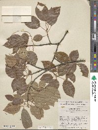 Prunus serotina var. eximia image