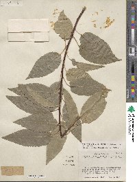 Prunus serotina var. eximia image