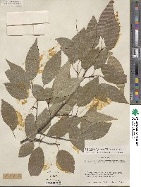 Prunus serotina var. eximia image