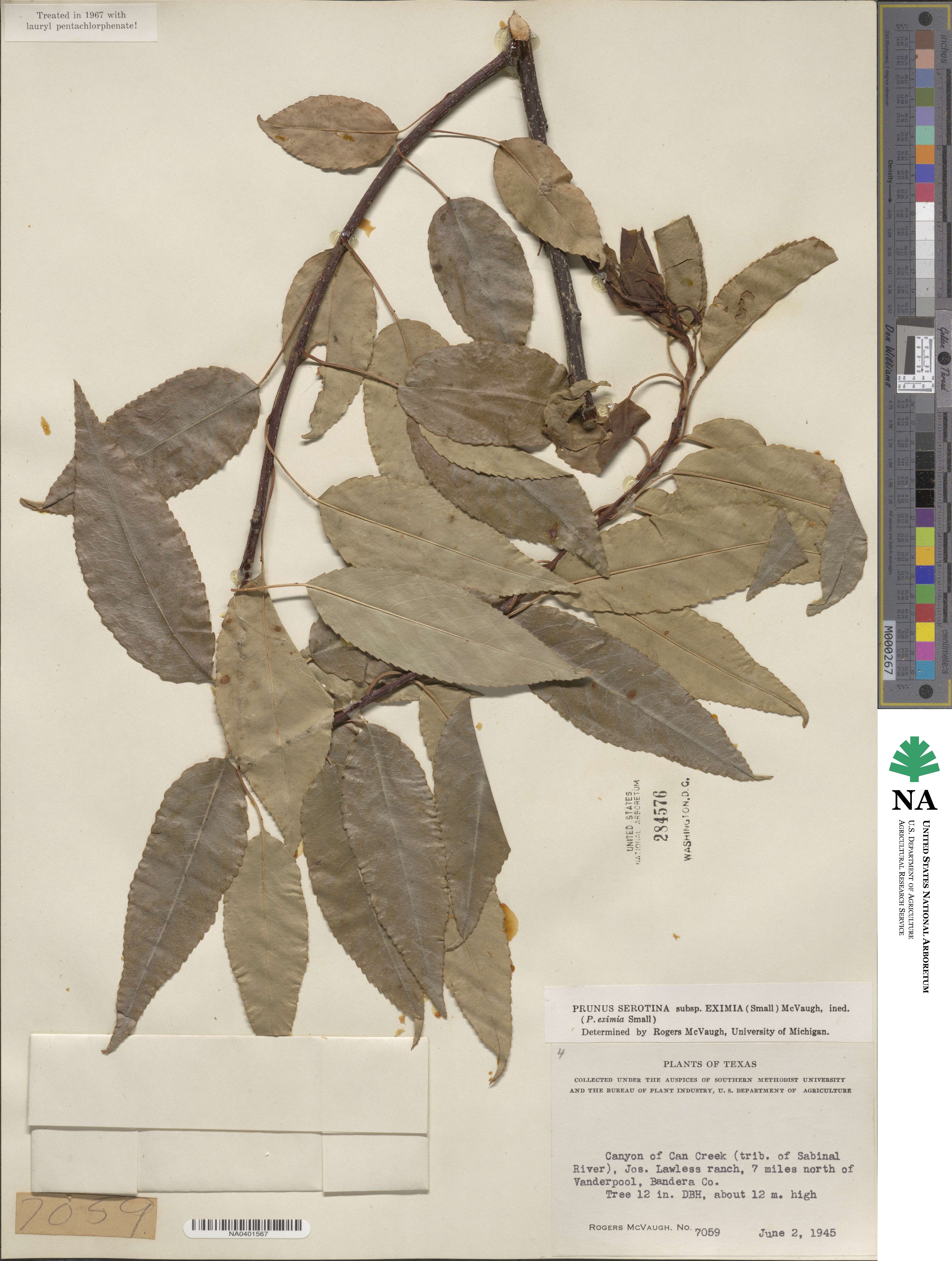 Prunus serotina var. eximia image