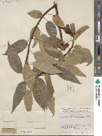 Prunus serotina var. eximia image