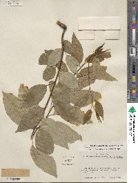 Prunus serotina var. eximia image