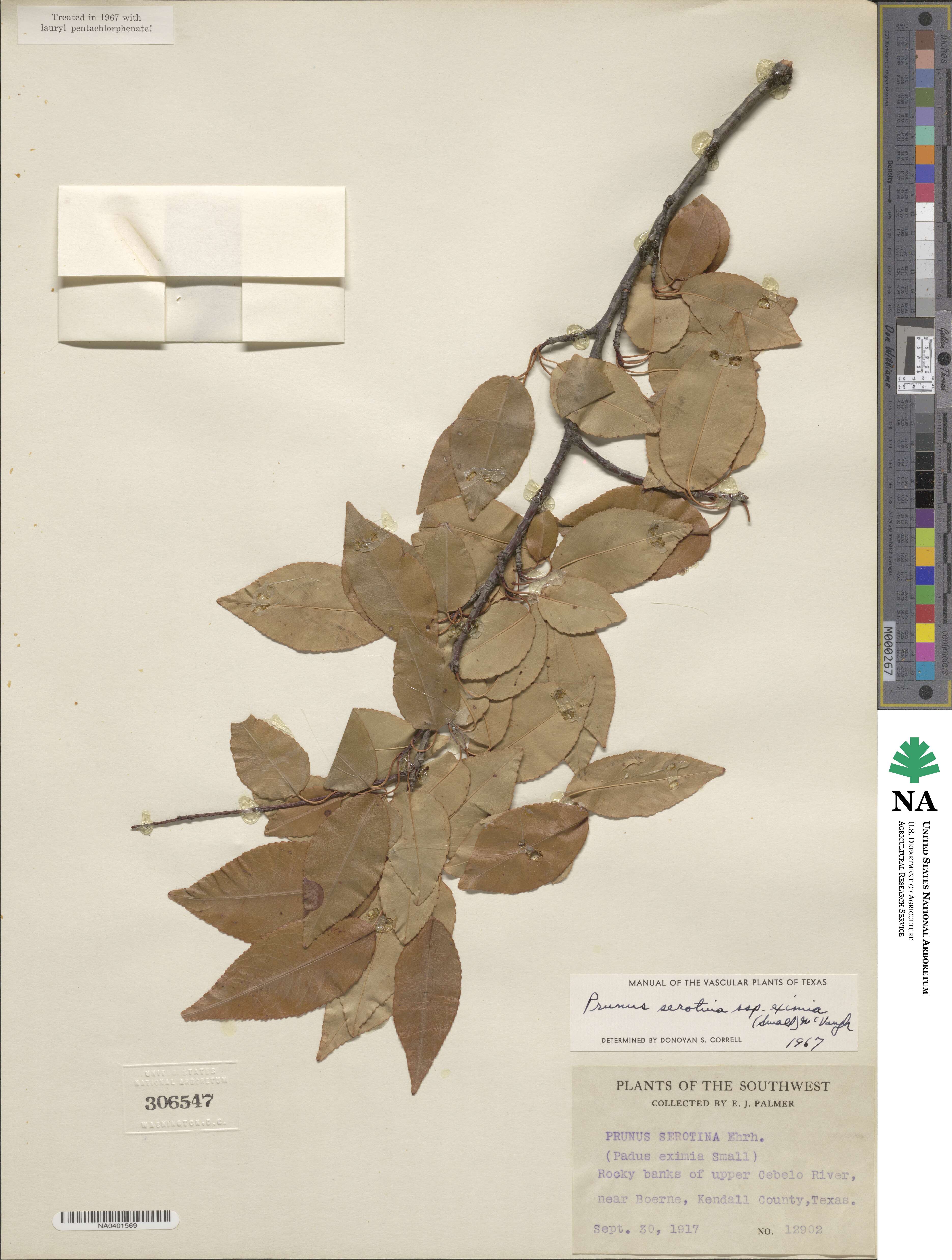 Prunus serotina var. eximia image