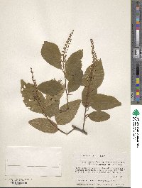 Prunus alabamensis image