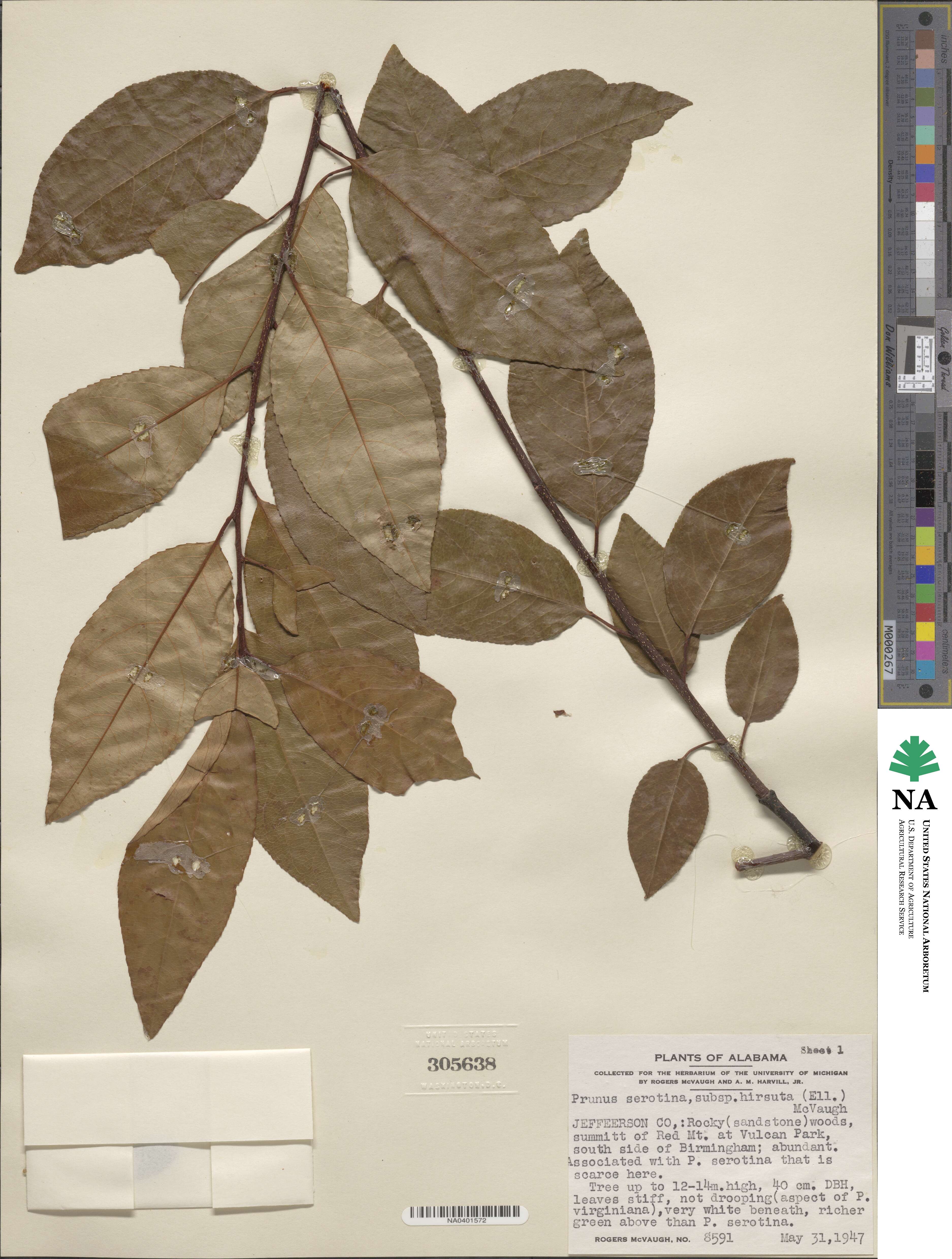 Prunus alabamensis image