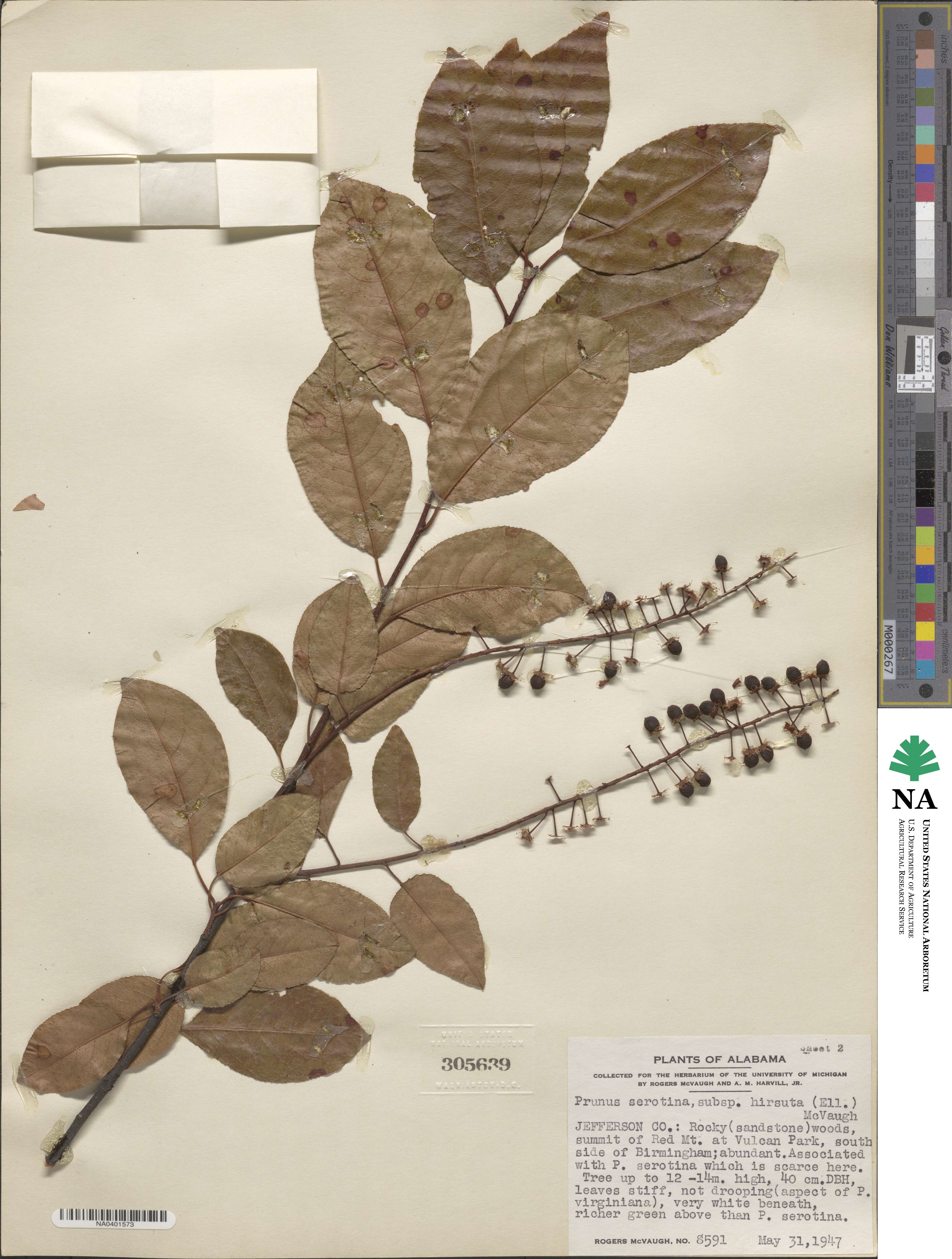 Prunus alabamensis image