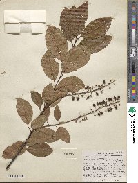 Prunus alabamensis image