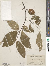 Prunus serotina image