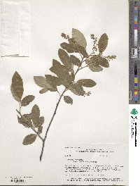 Prunus serotina var. rufula image