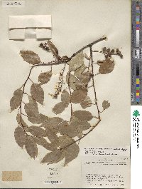 Prunus serotina var. virens image