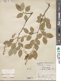 Prunus serotina var. virens image