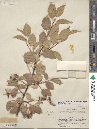 Prunus serotina var. virens image