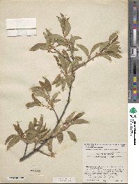 Prunus serotina var. virens image