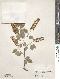 Prunus serotina var. virens image