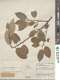 Prunus serotina var. virens image