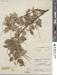 Prunus serotina var. virens image