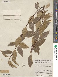 Prunus serotina var. virens image