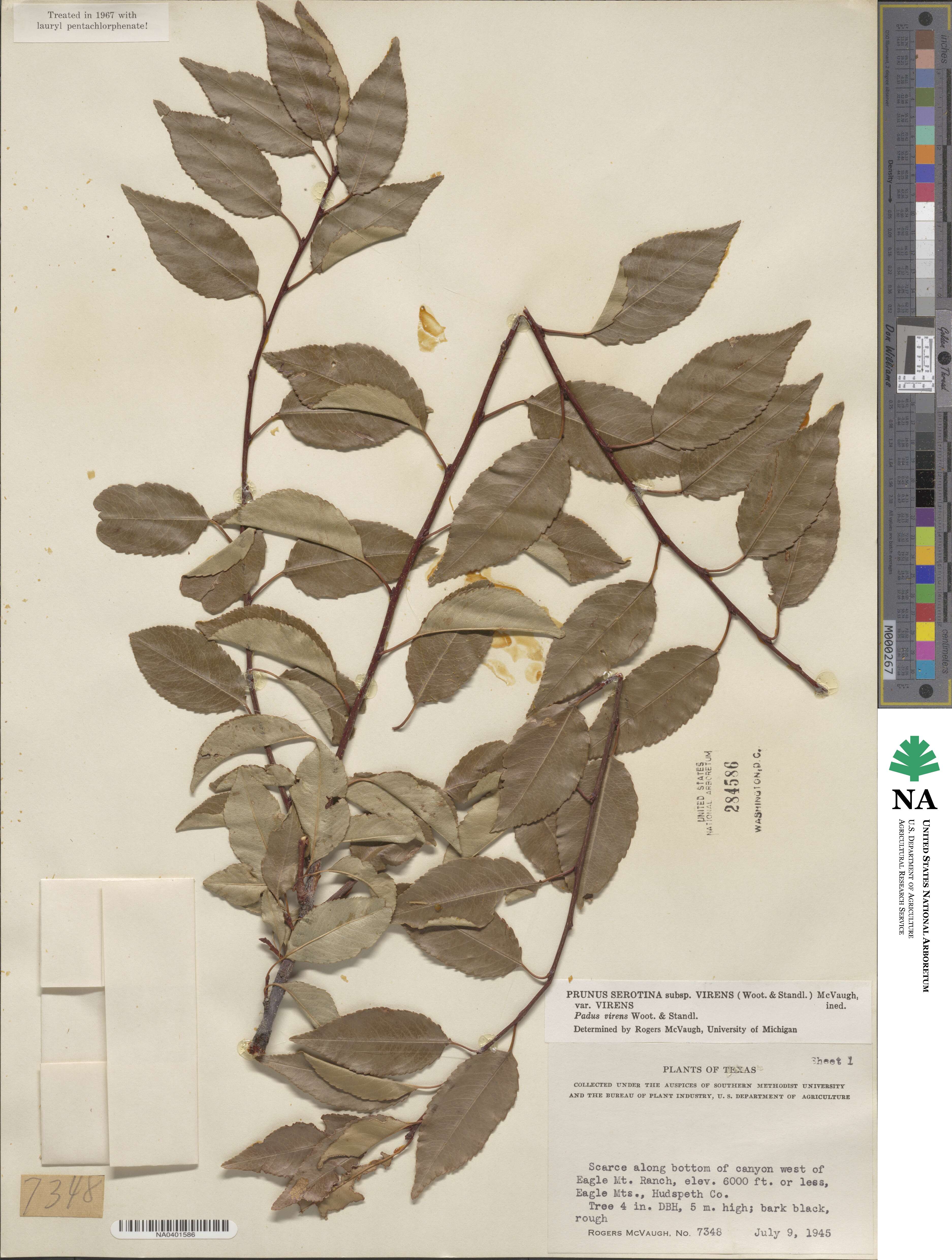 Prunus serotina var. virens image