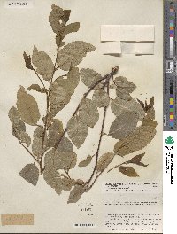 Prunus serotina var. virens image