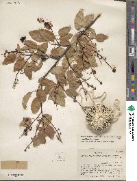 Prunus serotina var. virens image