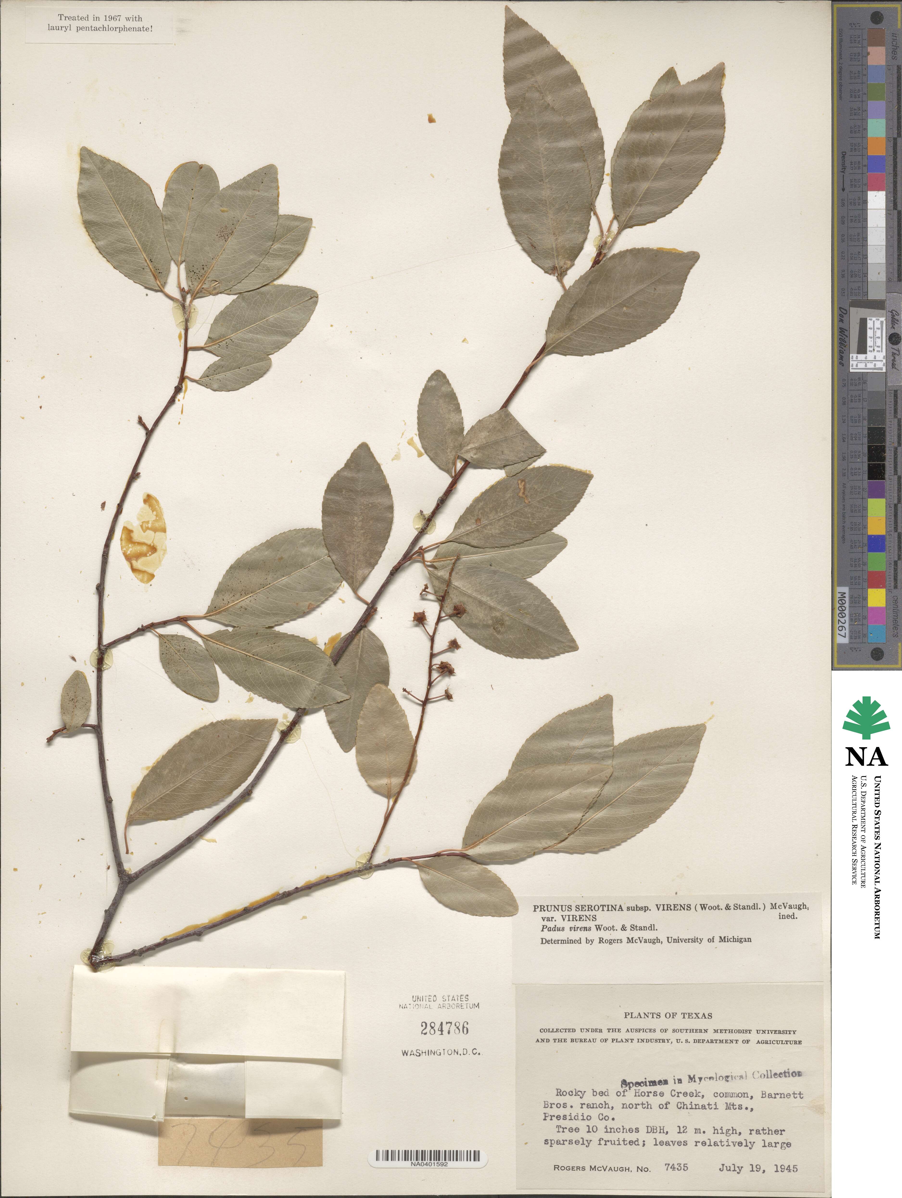 Prunus serotina var. virens image