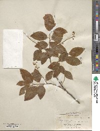 Prunus serotina var. virens image