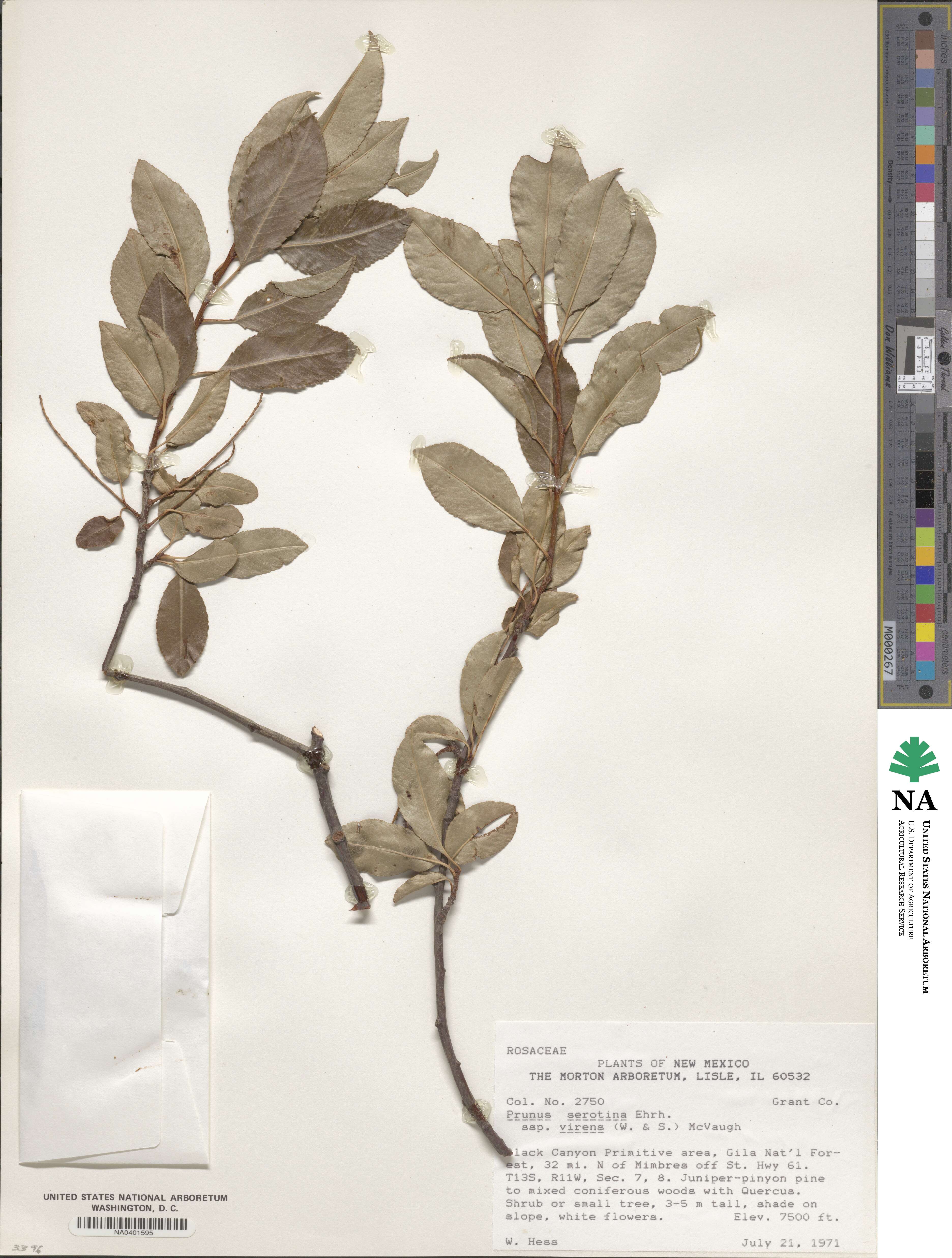 Prunus serotina image