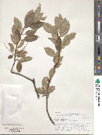 Prunus serotina var. virens image