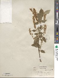 Prunus serotina var. virens image