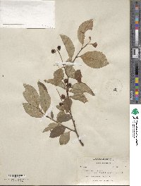 Prunus serotina var. virens image