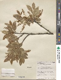 Prunus serotina image