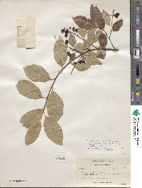 Prunus serotina var. virens image