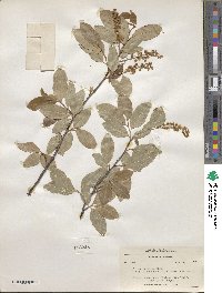 Prunus serotina var. virens image