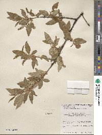 Prunus serotina var. virens image