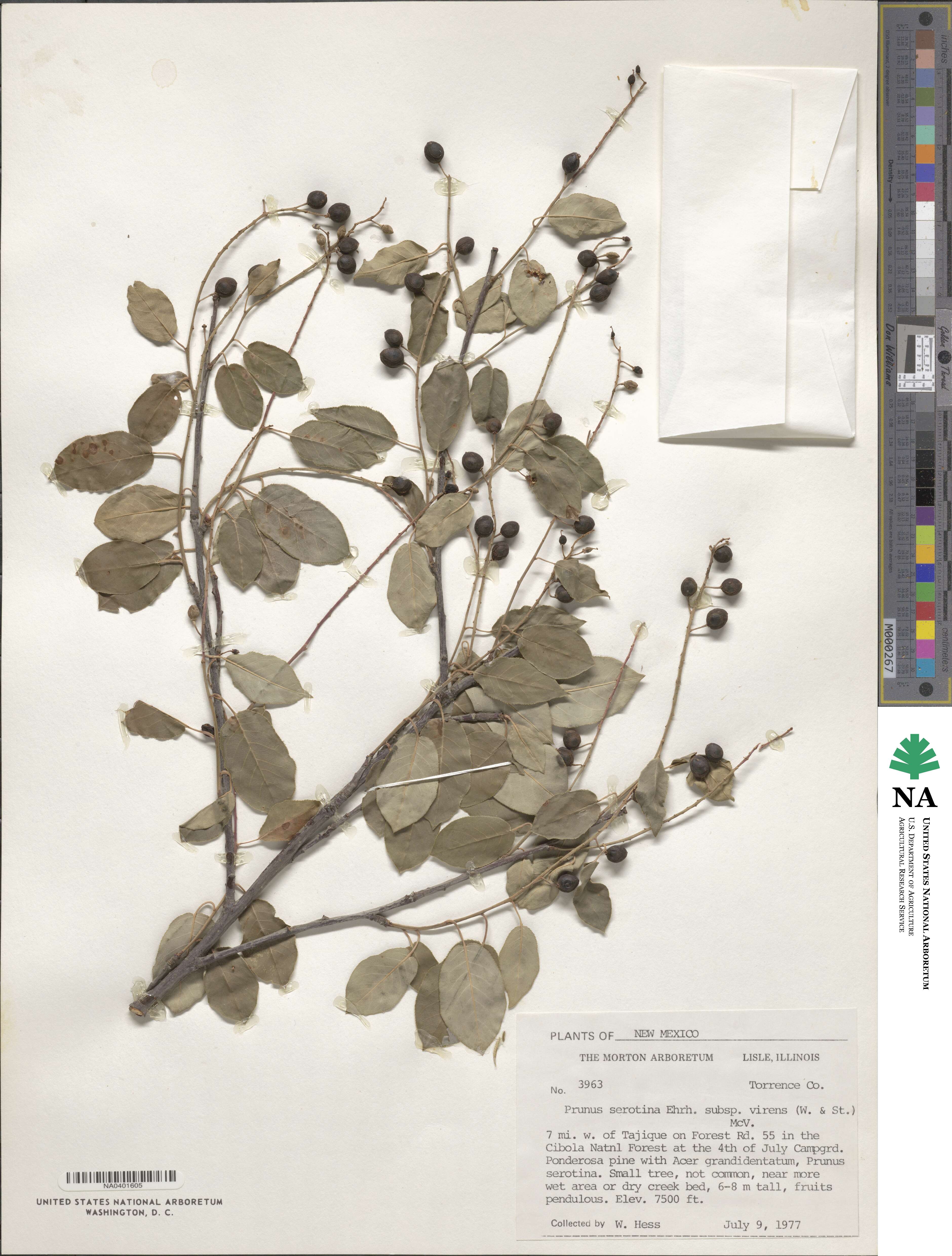 Prunus serotina var. virens image