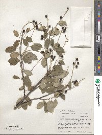 Prunus serotina var. virens image