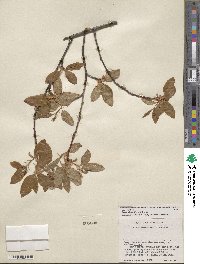 Prunus serotina var. virens image