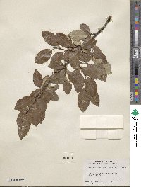 Prunus serotina var. virens image