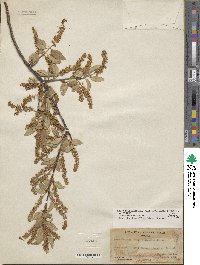 Prunus serotina var. virens image