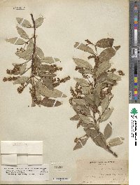 Prunus serotina var. rufula image