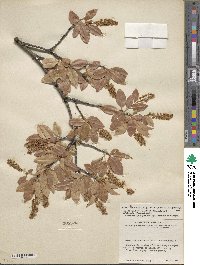 Prunus serotina image