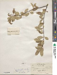 Prunus serotina var. rufula image