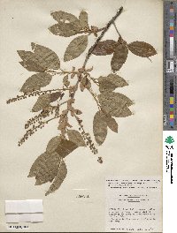 Prunus serotina var. rufula image