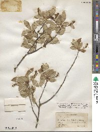 Prunus serotina var. rufula image