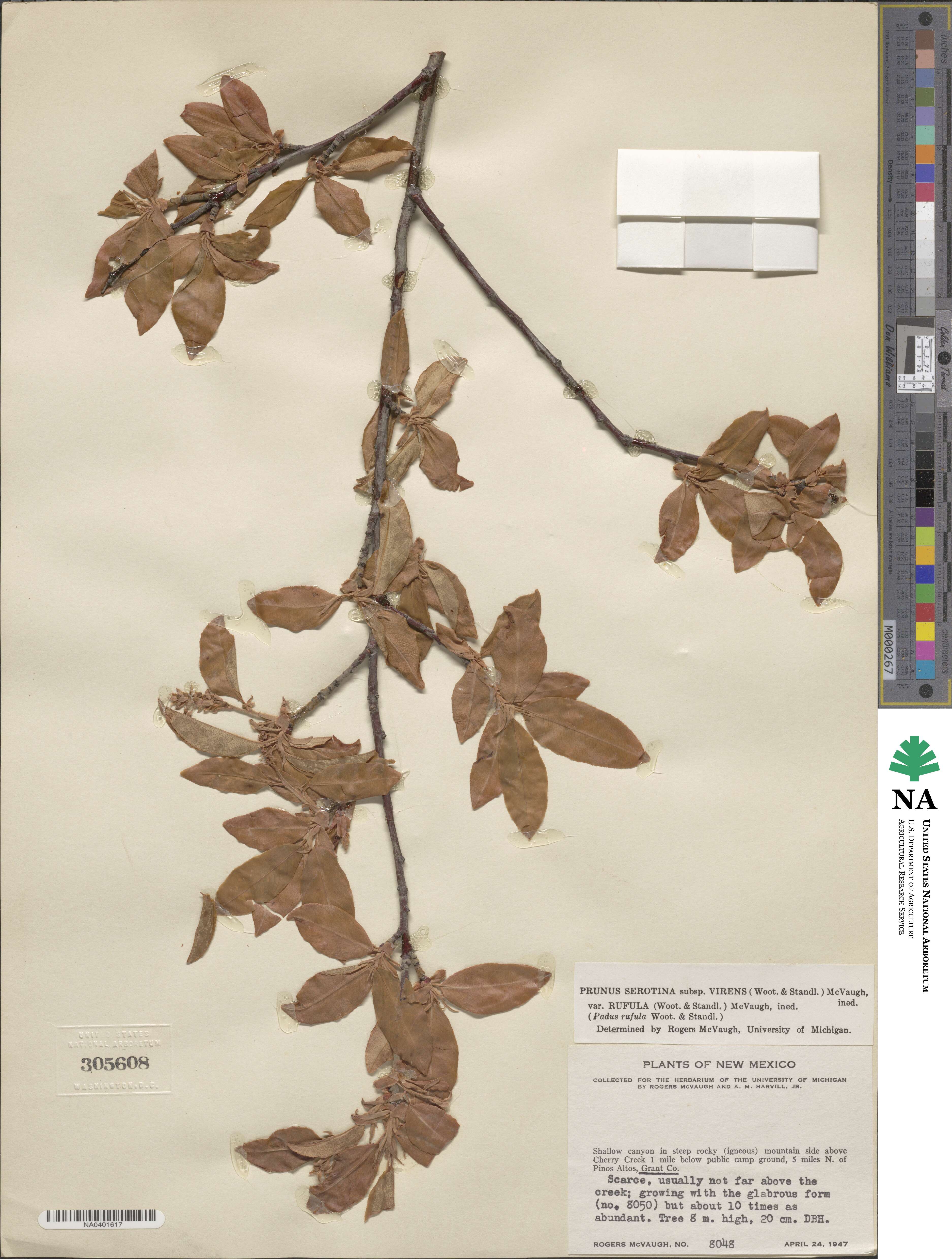 Prunus serotina var. rufula image