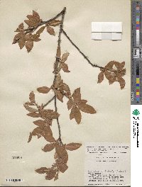 Prunus serotina var. rufula image