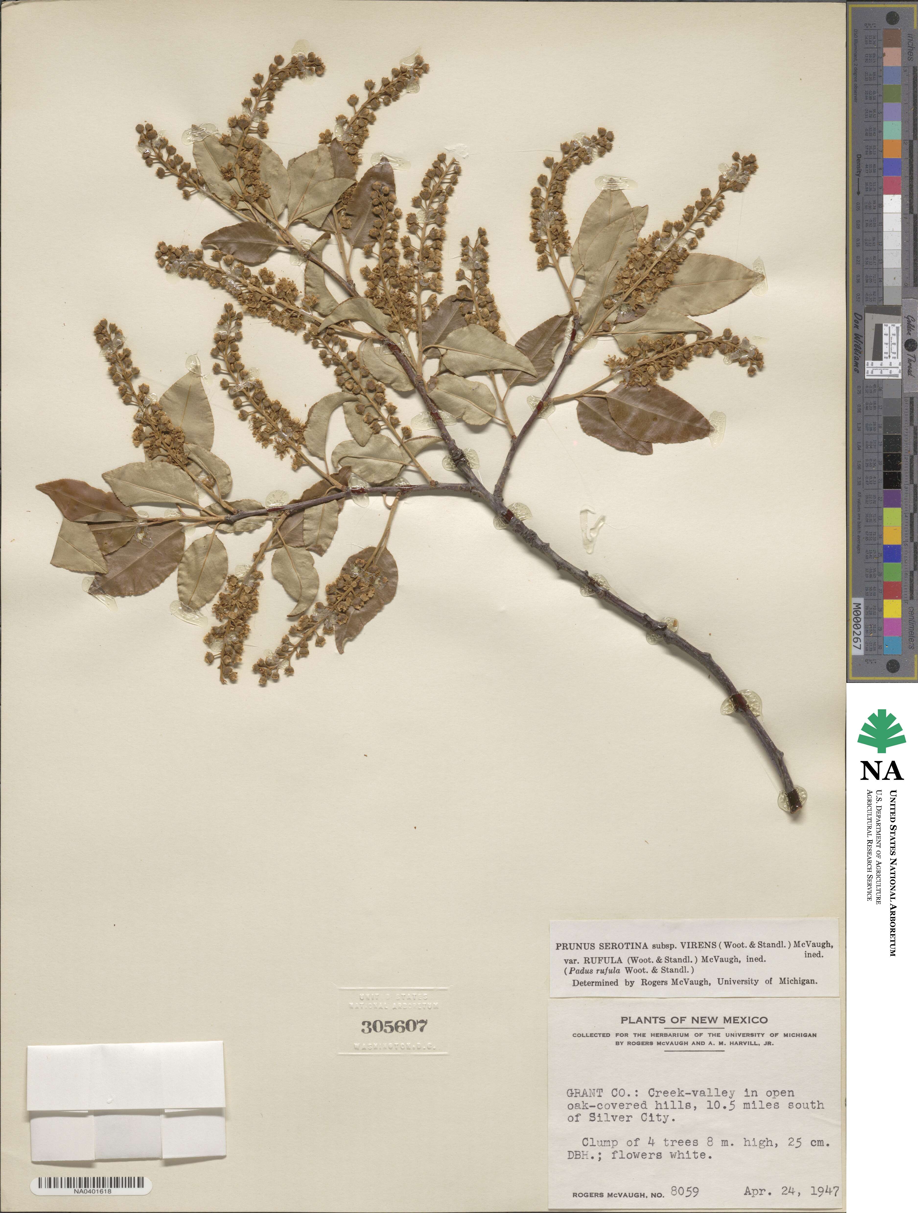 Prunus serotina var. rufula image