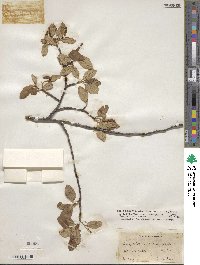 Prunus serotina var. rufula image