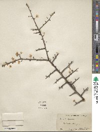 Prunus spinosa image